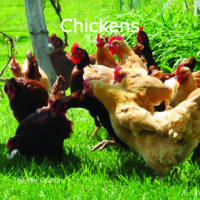 Chickens Cover
