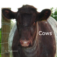 Cows Cover